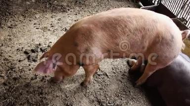 猪挖进泥地，把它嚼进农场的谷仓。